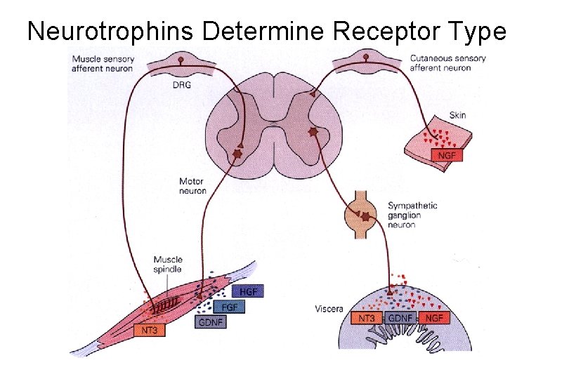 Neurotrophins Determine Receptor Type 