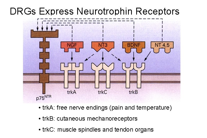 DRGs Express Neurotrophin Receptors • trk. A: free nerve endings (pain and temperature) •