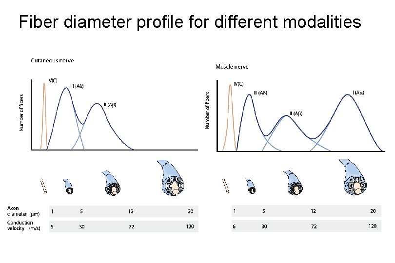 Fiber diameter profile for different modalities 