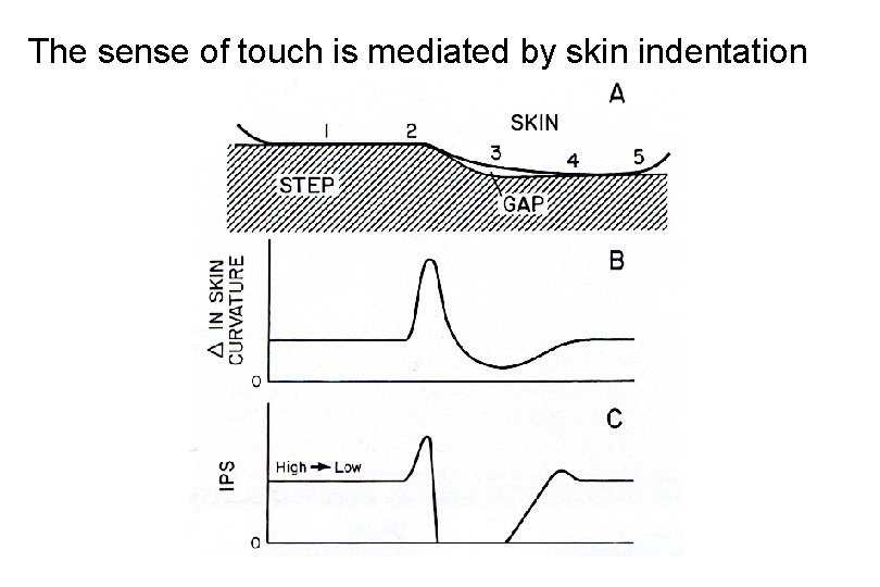 The sense of touch is mediated by skin indentation 