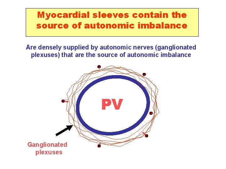 Myocardial sleeves contain the source of autonomic imbalance Are densely supplied by autonomic nerves