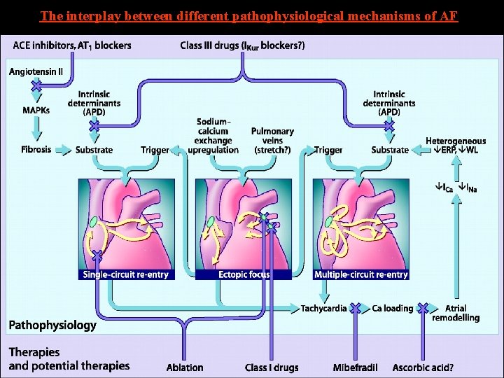 The interplay between different pathophysiological mechanisms of AF 