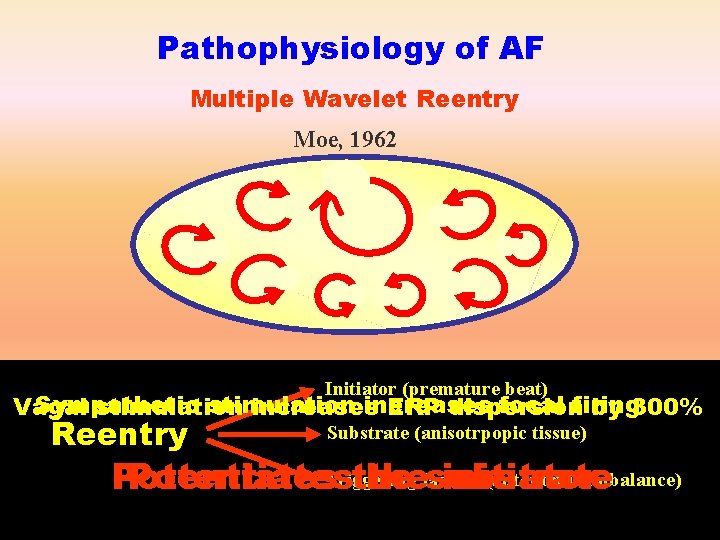 Pathophysiology of AF Multiple Wavelet Reentry Moe, 1962 Initiator (premature beat) Sympathetic stimulation increases
