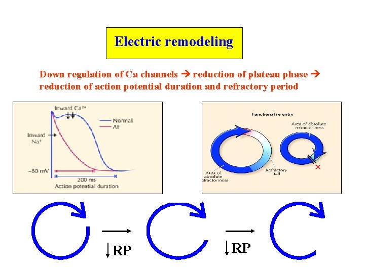 Electric remodeling Down regulation of Ca channels reduction of plateau phase reduction of action