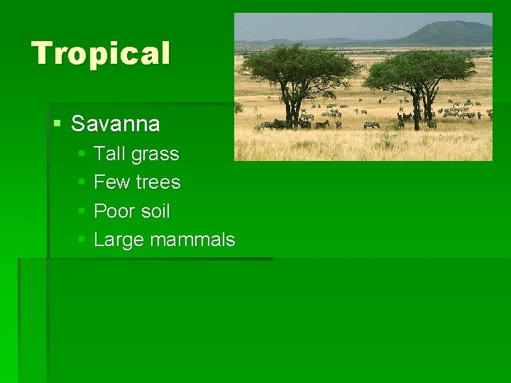 Tropical § Savanna § Tall grass § Few trees § Poor soil § Large