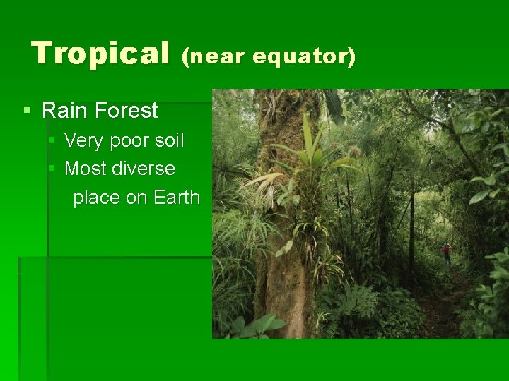 Tropical (near equator) § Rain Forest § Very poor soil § Most diverse place