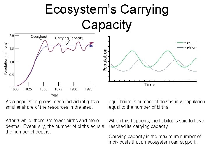 Ecosystem’s Carrying Capacity As a population grows, each individual gets a smaller share of