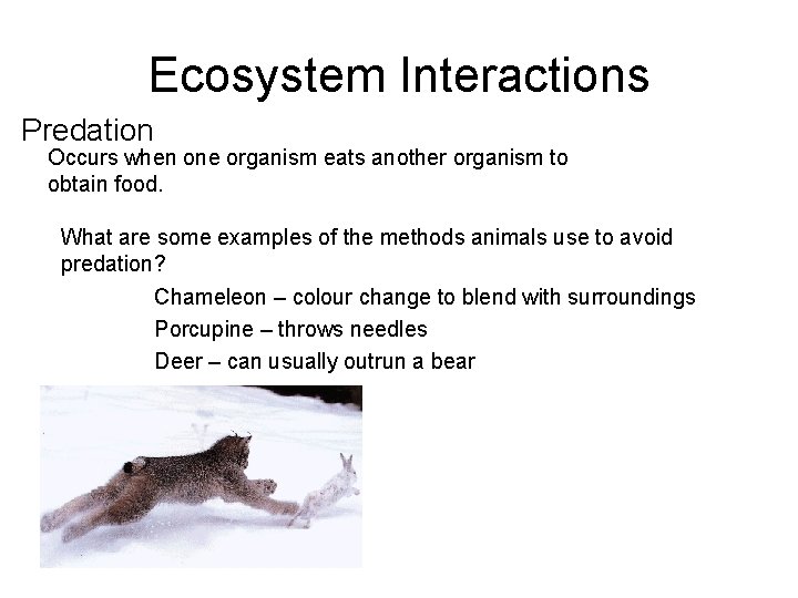 Ecosystem Interactions Predation Occurs when one organism eats another organism to obtain food. What