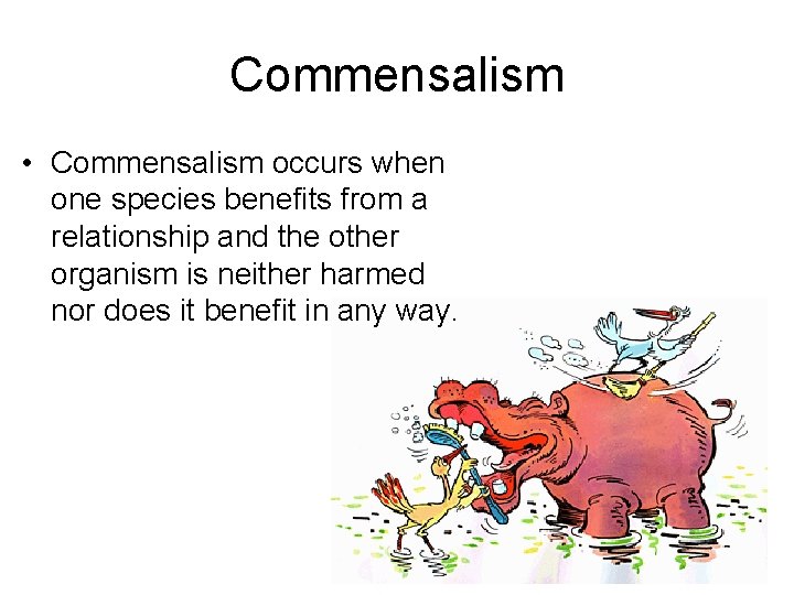 Commensalism • Commensalism occurs when one species benefits from a relationship and the other