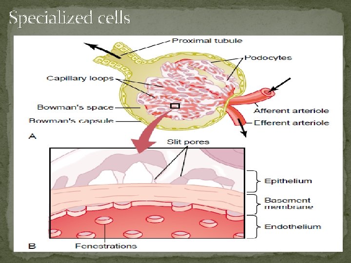 Specialized cells 