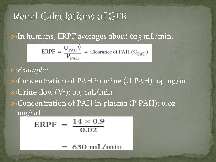 Renal Calculations of GFR In humans, ERPF averages about 625 m. L/min. Example: Concentration