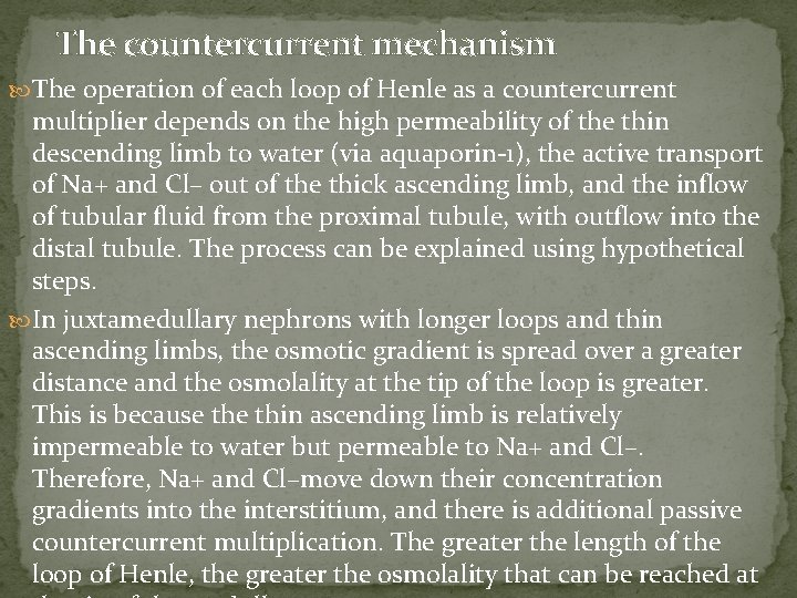 The countercurrent mechanism The operation of each loop of Henle as a countercurrent multiplier