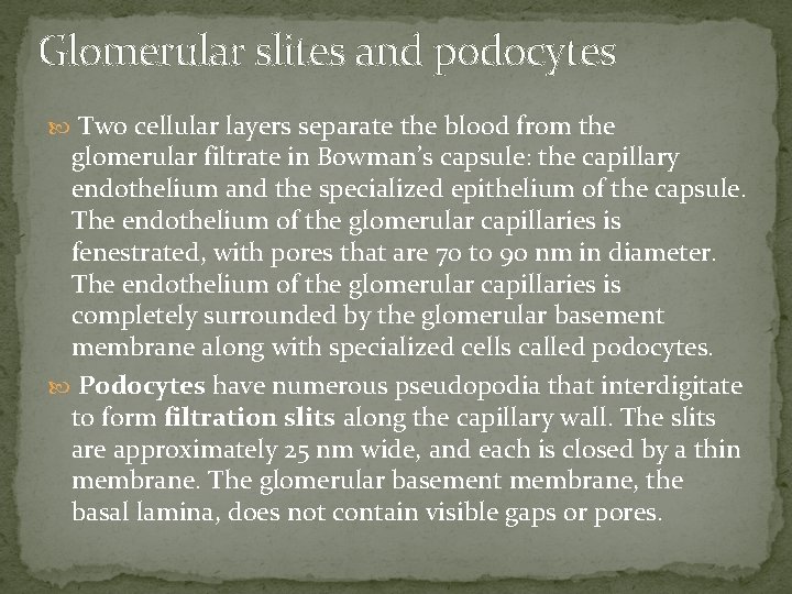 Glomerular slites and podocytes Two cellular layers separate the blood from the glomerular filtrate