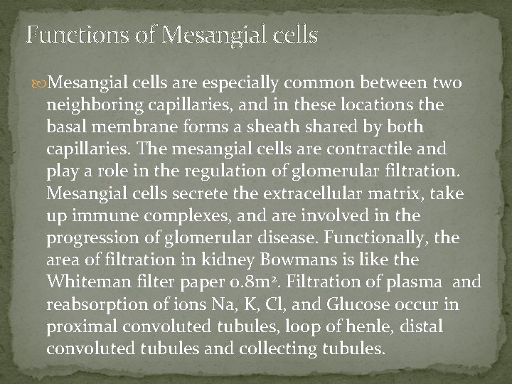 Functions of Mesangial cells are especially common between two neighboring capillaries, and in these