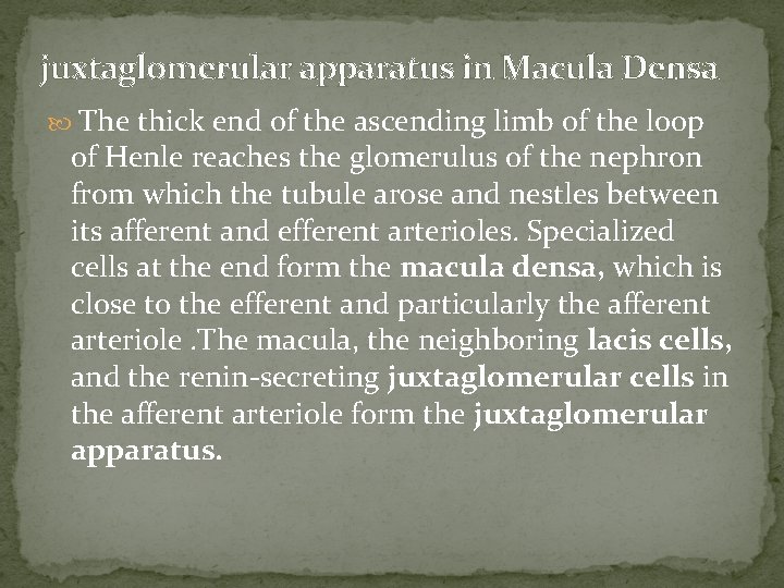 juxtaglomerular apparatus in Macula Densa The thick end of the ascending limb of the