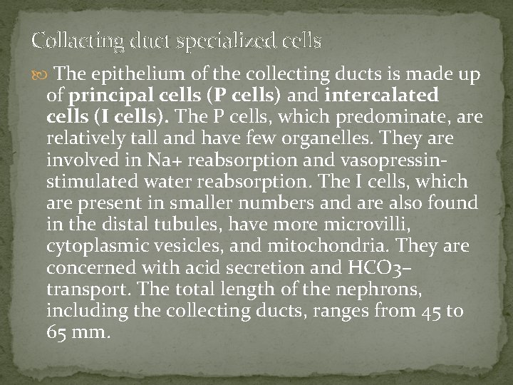 Collacting duct specialized cells The epithelium of the collecting ducts is made up of