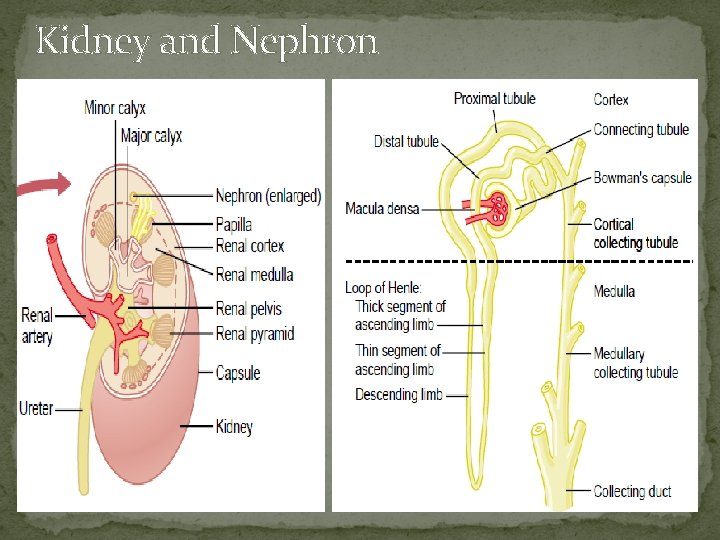 Kidney and Nephron 