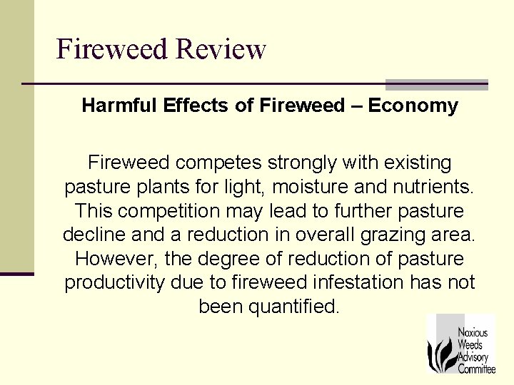 Fireweed Review Harmful Effects of Fireweed – Economy Fireweed competes strongly with existing pasture