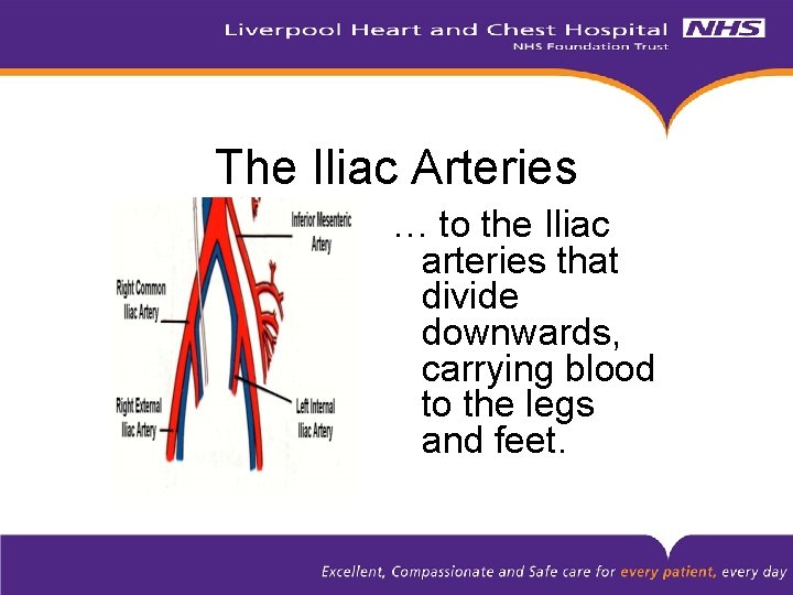 The Iliac Arteries … to the Iliac arteries that divide downwards, carrying blood to