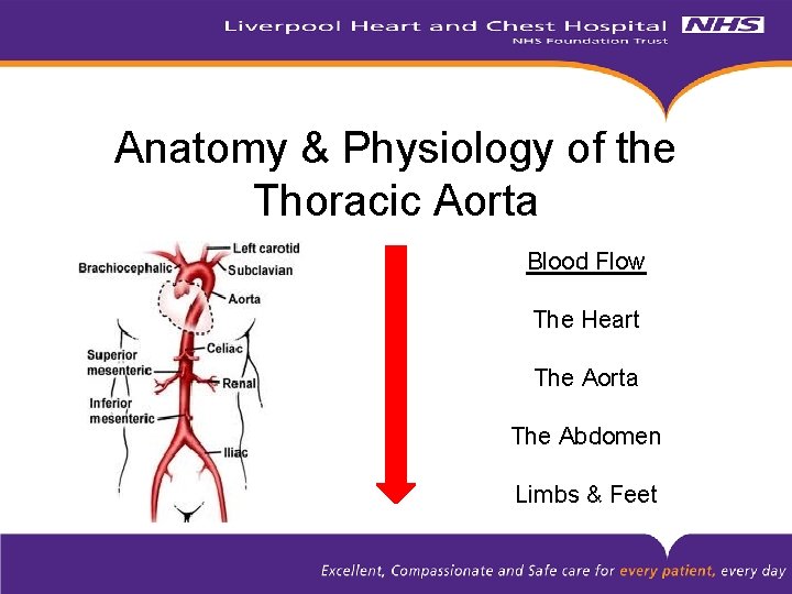 Anatomy & Physiology of the Thoracic Aorta Blood Flow The Heart The Aorta The