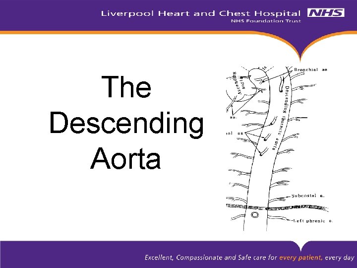 The Descending Aorta 