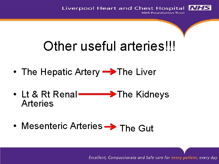 Other useful arteries!!! • The Hepatic Artery The Liver • Lt & Rt Renal
