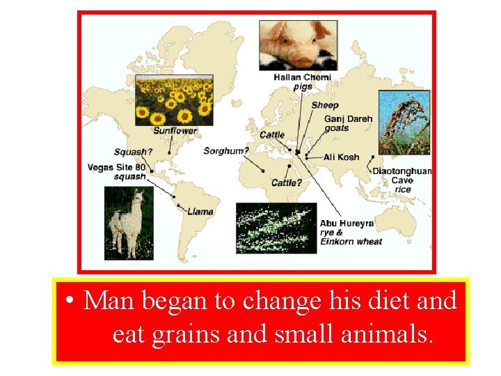  • Man began to change his diet and eat grains and small animals.