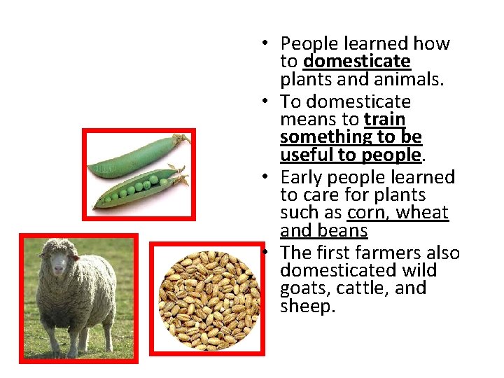  • People learned how to domesticate plants and animals. • To domesticate means