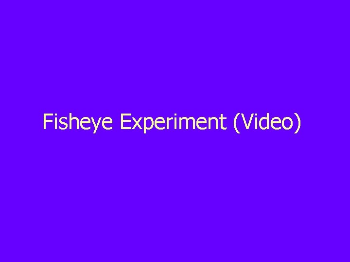 Fisheye Experiment (Video) 