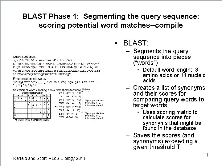 BLAST Phase 1: Segmenting the query sequence; scoring potential word matches--compile • BLAST: – BLAST Phase 1: Segmenting the query sequence; scoring potential word matches--compile • BLAST: –