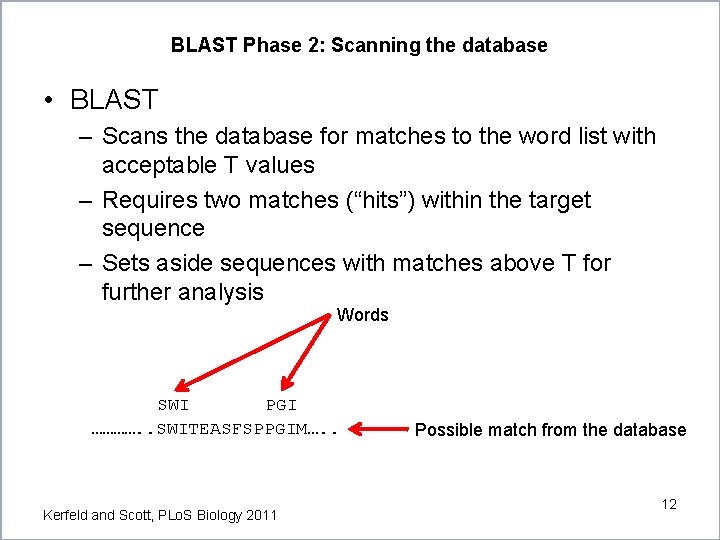 BLAST Phase 2: Scanning the database • BLAST – Scans the database for matches BLAST Phase 2: Scanning the database • BLAST – Scans the database for matches