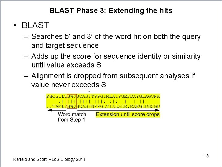 BLAST Phase 3: Extending the hits • BLAST – Searches 5’ and 3’ of BLAST Phase 3: Extending the hits • BLAST – Searches 5’ and 3’ of