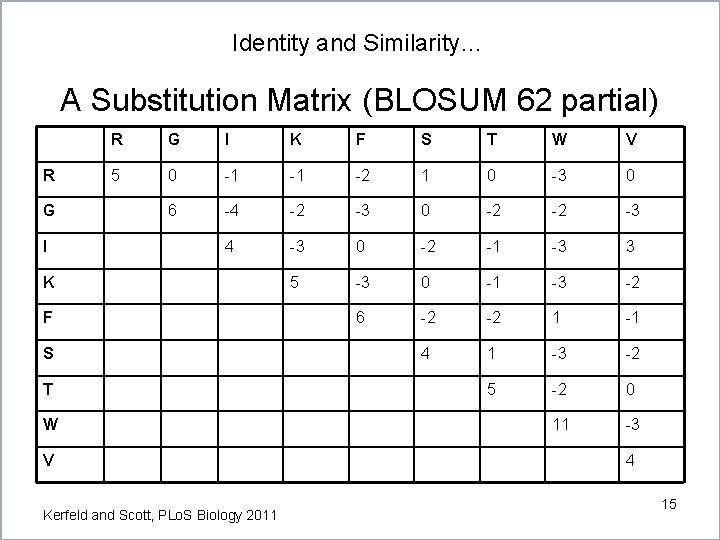 Identity and Similarity… A Substitution Matrix (BLOSUM 62 partial) R G I K F Identity and Similarity… A Substitution Matrix (BLOSUM 62 partial) R G I K F