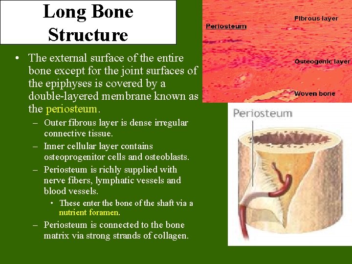 Long Bone Structure • The external surface of the entire bone except for the