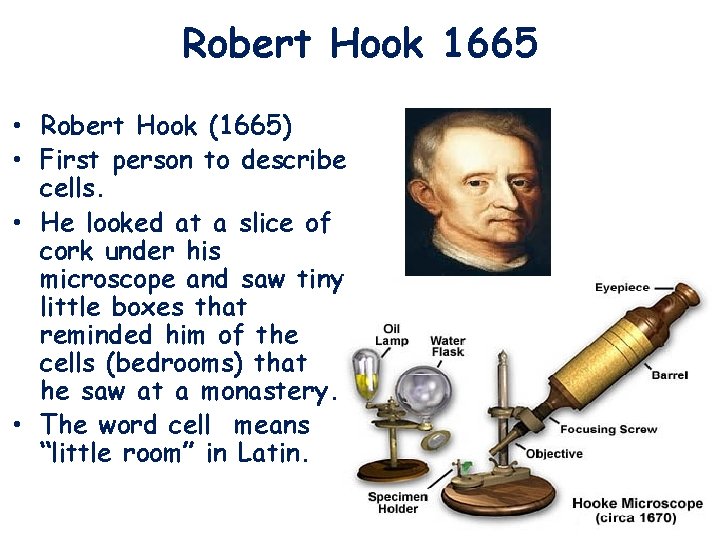 Robert Hook 1665 • Robert Hook (1665) • First person to describe cells. •