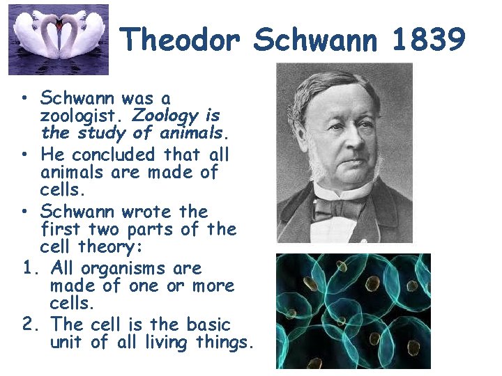 Theodor Schwann 1839 • Schwann was a zoologist. Zoology is the study of animals.