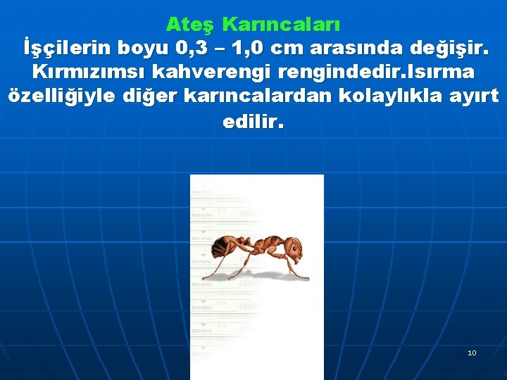 Ateş Karıncaları İşçilerin boyu 0, 3 – 1, 0 cm arasında değişir. Kırmızımsı kahverengindedir.