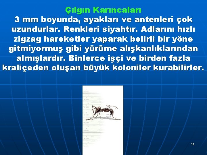 Çılgın Karıncaları 3 mm boyunda, ayakları ve antenleri çok uzundurlar. Renkleri siyahtır. Adlarını hızlı