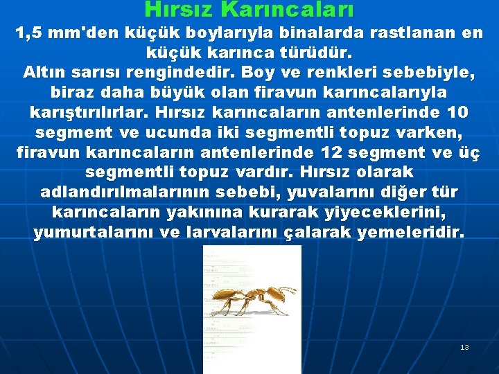 Hırsız Karıncaları 1, 5 mm'den küçük boylarıyla binalarda rastlanan en küçük karınca türüdür. Altın