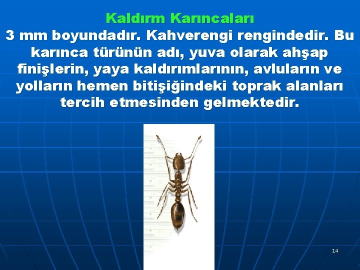 Kaldırm Karıncaları 3 mm boyundadır. Kahverengindedir. Bu karınca türünün adı, yuva olarak ahşap finişlerin,