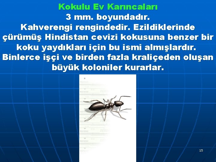 Kokulu Ev Karıncaları 3 mm. boyundadır. Kahverengindedir. Ezildiklerinde çürümüş Hindistan cevizi kokusuna benzer bir