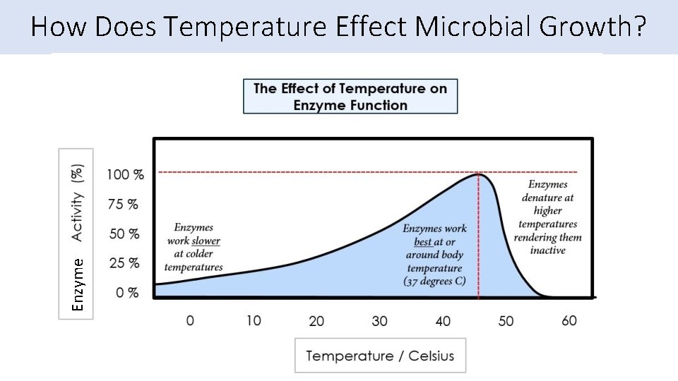 Enzyme How Does Temperature Effect Microbial Growth? 