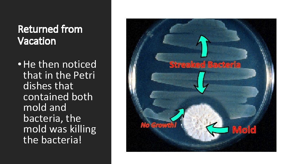 Returned from Vacation • He then noticed that in the Petri dishes that contained