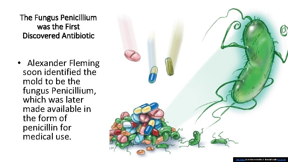 The Fungus Penicillium was the First Discovered Antibiotic • Alexander Fleming soon identified the
