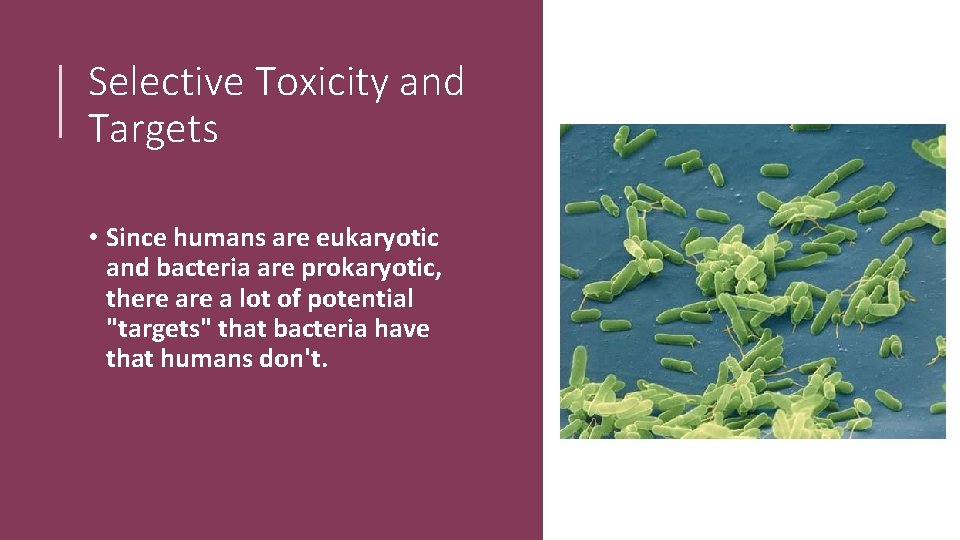 Selective Toxicity and Targets • Since humans are eukaryotic and bacteria are prokaryotic, there
