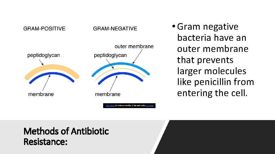  • Gram negative bacteria have an outer membrane that prevents larger molecules like