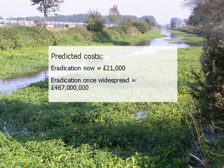 Predicted costs: Eradication now = £ 21, 000 Eradication once widespread = £ 467,