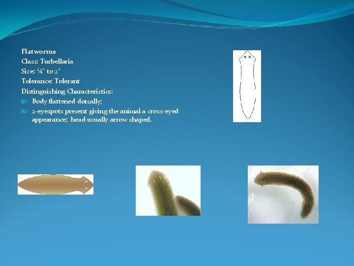 Flatworms Class: Turbellaria Size: ¼" to 2" Tolerance: Tolerant Distinguishing Characteristics: Body flattened dorsally;
