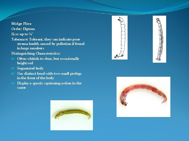 Midge Flies Order: Diptera Size: up to ¼" Tolerance: Tolerant, they can indicate poor