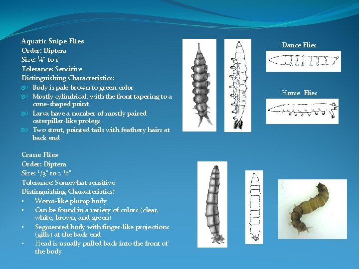 Aquatic Snipe Flies Order: Diptera Size: ¼" to 1" Tolerance: Sensitive Distinguishing Characteristics: Body